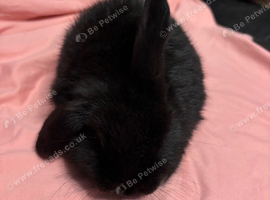 baby mini lops