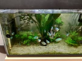Dwarf Cobolt blue gourami