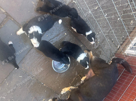 Border collie puppies