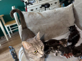 Kitten ready to go now!!!