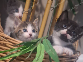 Gorgeous long haired fluffy kittens maincoon cross norwiegen forest