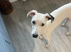 Gorgeous young lurcher