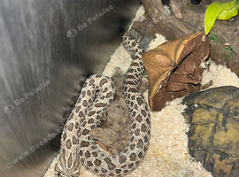Female Arctic hognose snake