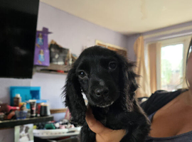 Beautiful cocker spaniel puppies