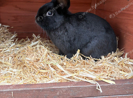 Rabbit for rehoming
