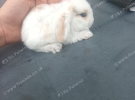 3 mini lop babies