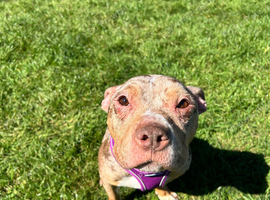 Staffy x pocket bully