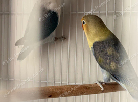 Beautiful Pair of Lovebirds for Sale