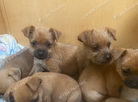 Jack Russell/Yorkshire terrier puppy&rsquo;s