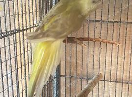 Red rumpled parakeet