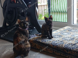 Two females