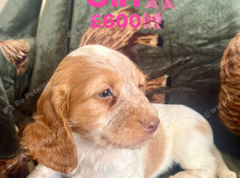 ️ beautiful cocker spaniel puppy&rsquo;s for sale ️
