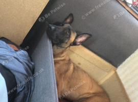 2 year old Mali