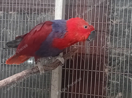 Electus parrots for sale