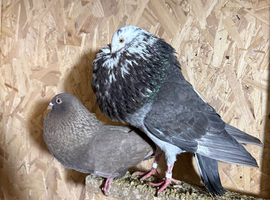 *Incredible* Spanish Ladino/horseman Pouters Pigeons for sale