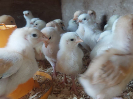 Light sussex - Buff Sussex chicks and hatching eggs