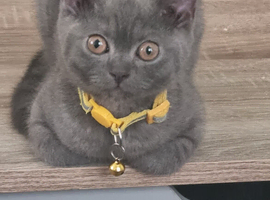*PRICE REDUCED* ONLY 1 BOY LEFT Colourpoint BSH