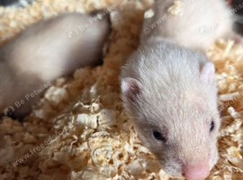 Sandy ferrets ready in a few weeks
