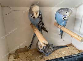 Baby budgies for sale in Bridgwater
