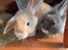 Mini lop x lion heads