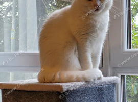 House cat