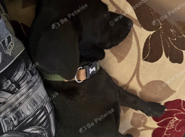 Male black puppie