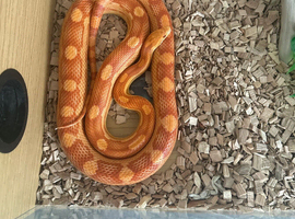 2 year old corn snake