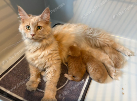 Gorgeous mainecoon kittens