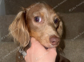 PET ONLY! Mini dachshund