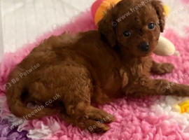 2 Beautiful Red Toy Cavapoo Puppies
