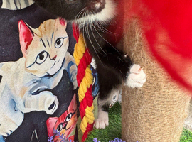 RAGDOLL MIX BOY READY NOW