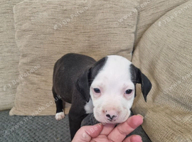1 beautiful pup looking for their forever home