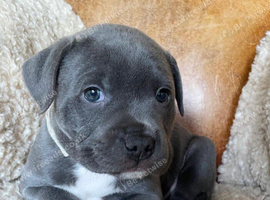 Blue Staffordshire bull terrier puppies