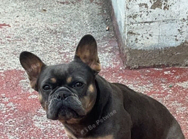 Beautiful female French Bulldog