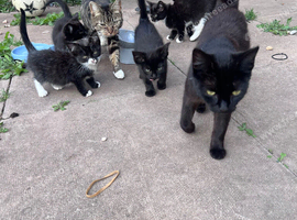 Kittens for a lovely home