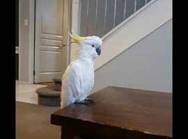 Male sulphur crested cockatoo