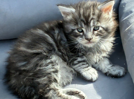 Maine coon baby&rsquo;s
