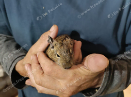 Degus