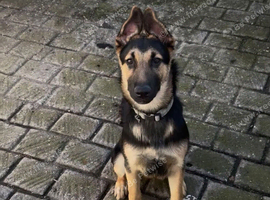 6 month old German Shepard pup