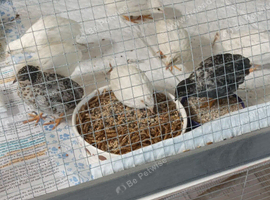 Tennis Ball Size TINY BUTTON QUAILS over 8 weeks old different buying options available and prices