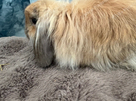 Cashmere Minni lop