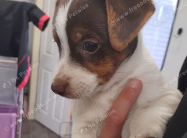 Jack Russell puppies 2 boys left