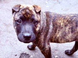 Sharpei cross Staffordshire bull terrier