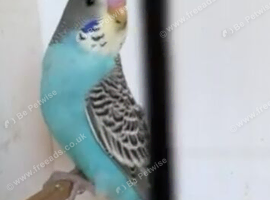 Budgie