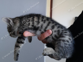 Bengal crossed kittens for sale