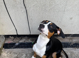 swiss mountain dog