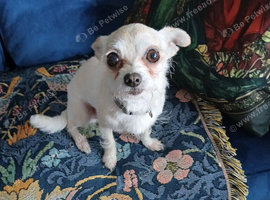 LOVING 6 YR OLD FEMALE CHIHUAHUA.