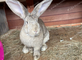 Giant female rabbit