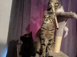 Kittens for sale