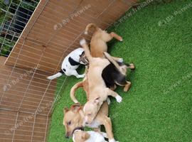 MINIATURE JACK RUSSELL PUPPIES